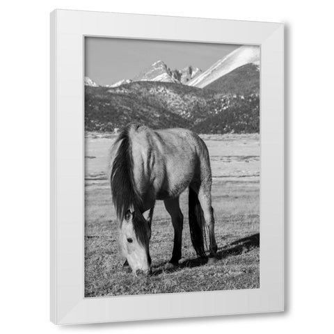 USA-Colorado-Westcliffe Music Meadows Ranch Buckskin horse with Rocky Mountains in the distance White Modern Wood Framed Art Print by Hopkins, Cindy Miller