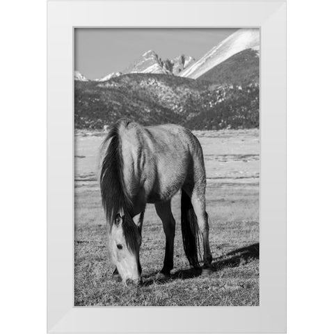 USA-Colorado-Westcliffe Music Meadows Ranch Buckskin horse with Rocky Mountains in the distance White Modern Wood Framed Art Print by Hopkins, Cindy Miller