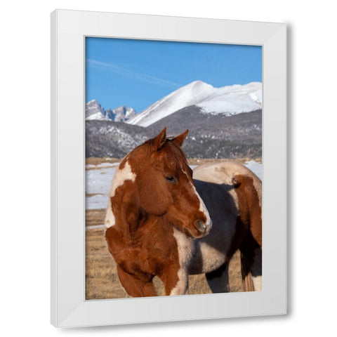 USA-Colorado-Westcliffe Music Meadows Ranch Paint horse with Rocky Mountains in the distance White Modern Wood Framed Art Print by Hopkins, Cindy Miller