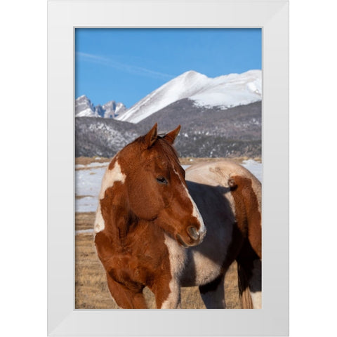 USA-Colorado-Westcliffe Music Meadows Ranch Paint horse with Rocky Mountains in the distance White Modern Wood Framed Art Print by Hopkins, Cindy Miller