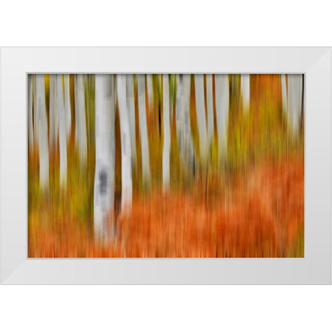 USA- Colorado- Owl Pass- Aspen grove design White Modern Wood Framed Art Print by Gulin, Darrell