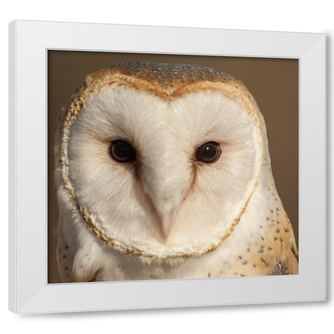 Owl-Barn Owl White Modern Wood Framed Art Print by Theodore, George