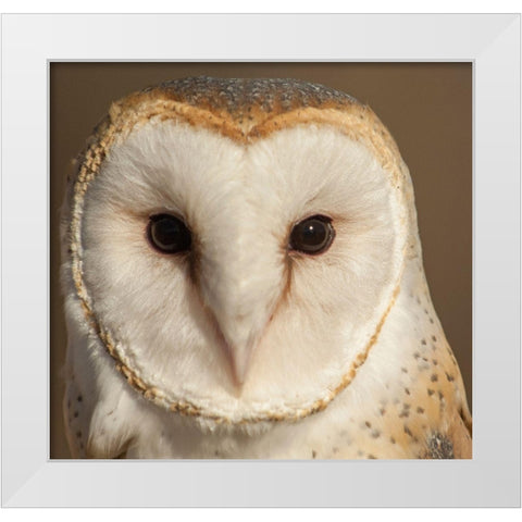 Owl-Barn Owl White Modern Wood Framed Art Print by Theodore, George