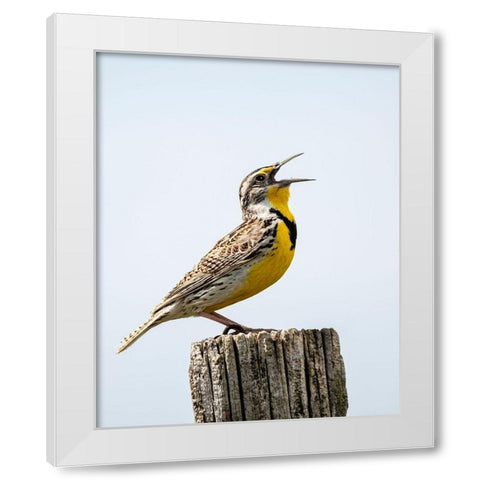 Meadowlark-bird White Modern Wood Framed Art Print by Theodore, George