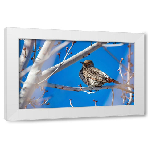 Northern Flicker White Modern Wood Framed Art Print by Theodore, George and Marilu