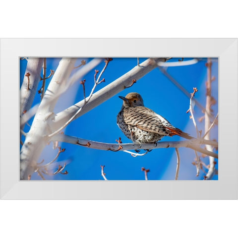 Northern Flicker White Modern Wood Framed Art Print by Theodore, George and Marilu