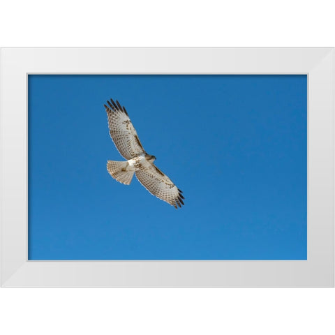 Hawk flying White Modern Wood Framed Art Print by Theodore, George and Marilu
