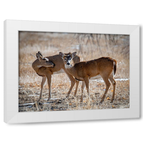 USA-deer White Modern Wood Framed Art Print by Theodore, George and Marilu