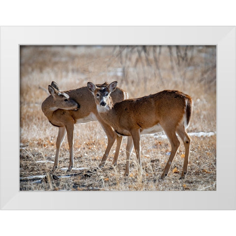 USA-deer White Modern Wood Framed Art Print by Theodore, George and Marilu