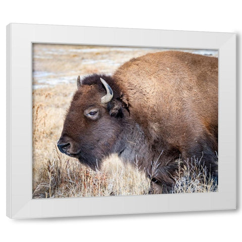 American Bison White Modern Wood Framed Art Print by Theodore, George and Marilu