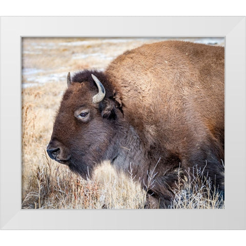 American Bison White Modern Wood Framed Art Print by Theodore, George and Marilu