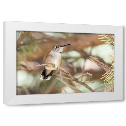 Hummingbird White Modern Wood Framed Art Print by Theodore, George and Marilu