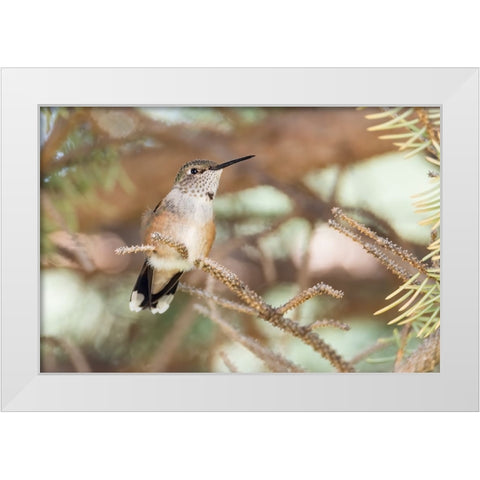 Hummingbird White Modern Wood Framed Art Print by Theodore, George and Marilu