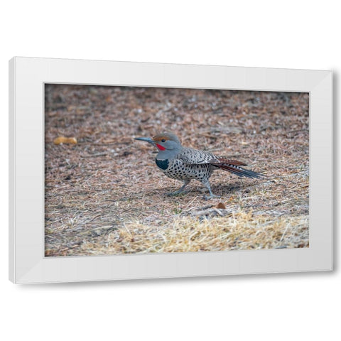 Northern flicker White Modern Wood Framed Art Print by Theodore, George and Marilu