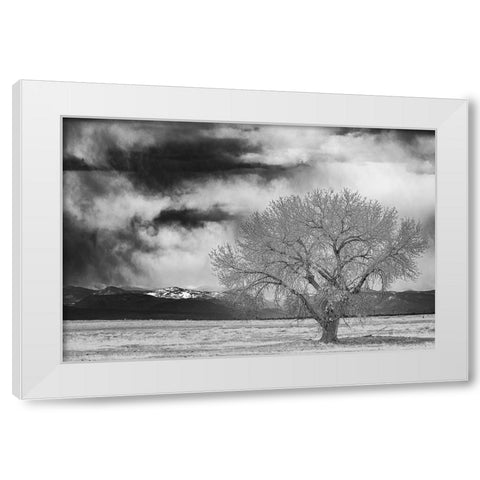 Lone tree White Modern Wood Framed Art Print by Theodore, George and Marilu