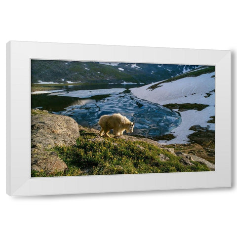 Mountain goat walks near shore of partially frozen Summit Lake-Mount Evans-near Denver-Colorado-USA White Modern Wood Framed Art Print by Garber, Howie