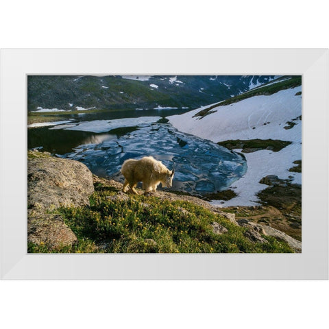 Mountain goat walks near shore of partially frozen Summit Lake-Mount Evans-near Denver-Colorado-USA White Modern Wood Framed Art Print by Garber, Howie