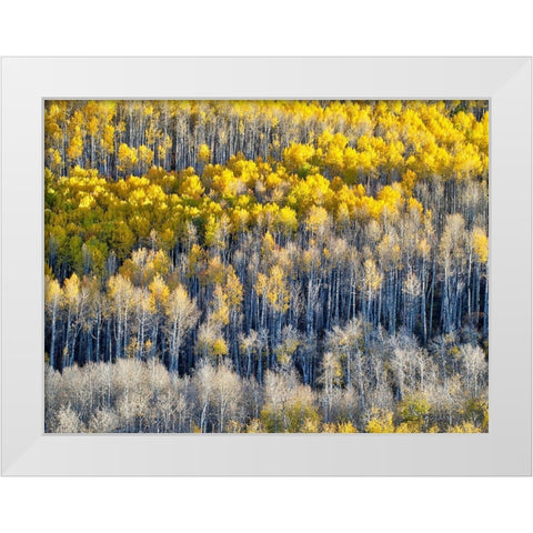 Colorado-Maroon Bells-Snowmass Wilderness Fall colors on Aspen trees White Modern Wood Framed Art Print by Eggers, Julie