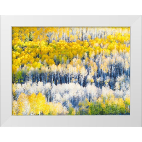 Colorado-Maroon Bells-Snowmass Wilderness Fall colors on Aspen trees White Modern Wood Framed Art Print by Eggers, Julie