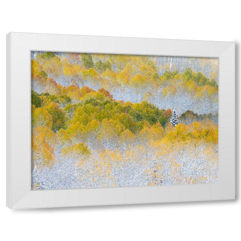 Colorado-San Juan Mts Fresh snow on aspens in the fall White Modern Wood Framed Art Print by Eggers, Julie