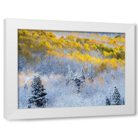 Colorado-San Juan Mts Fresh snow on aspens in the fall White Modern Wood Framed Art Print by Eggers, Julie