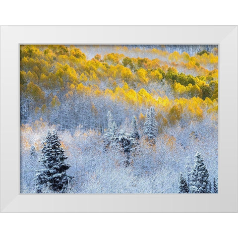 Colorado-San Juan Mts Fresh snow on aspens in the fall White Modern Wood Framed Art Print by Eggers, Julie