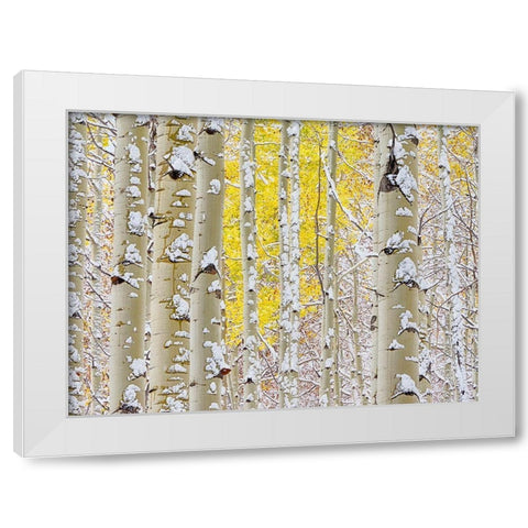 Colorado-San Juan Mts Fresh snow on aspens in the fall White Modern Wood Framed Art Print by Eggers, Julie