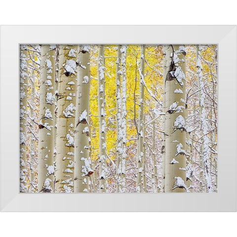 Colorado-San Juan Mts Fresh snow on aspens in the fall White Modern Wood Framed Art Print by Eggers, Julie