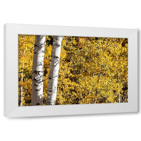 Aspen trees in autumn White Modern Wood Framed Art Print by Ostrowitz, Mallorie