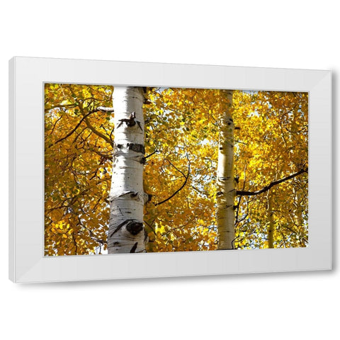 Aspen trees in autumn-Blake Trail-Colorado White Modern Wood Framed Art Print by Ostrowitz, Mallorie