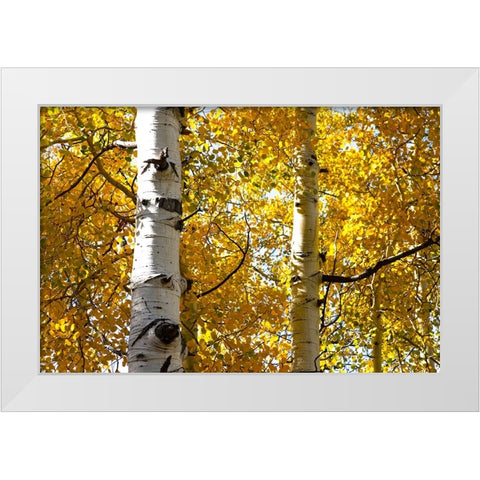 Aspen trees in autumn-Blake Trail-Colorado White Modern Wood Framed Art Print by Ostrowitz, Mallorie