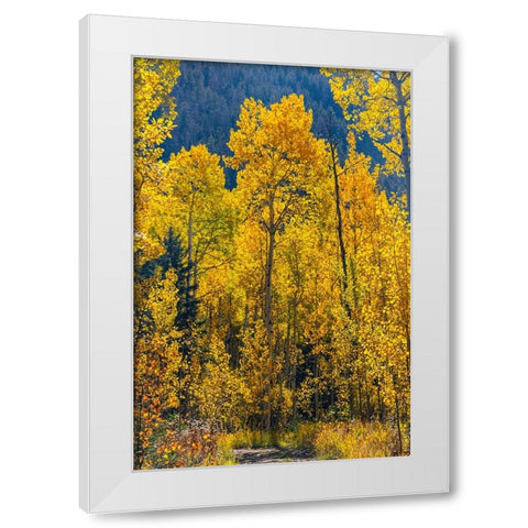 Grouping of aspen trees on a trail-Colorado White Modern Wood Framed Art Print by Ostrowitz, Mallorie