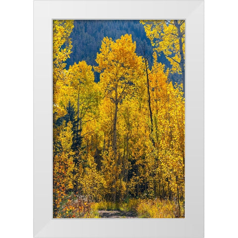 Grouping of aspen trees on a trail-Colorado White Modern Wood Framed Art Print by Ostrowitz, Mallorie