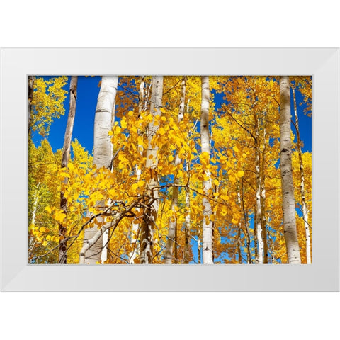 Aspen trees in autumn turning goldin Snowmass White Modern Wood Framed Art Print by Ostrowitz, Mallorie
