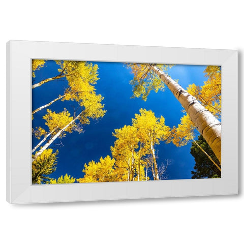 Aspens in autumn White Modern Wood Framed Art Print by Ostrowitz, Mallorie