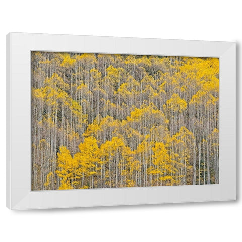 Colorado-Aspens on hillside near township of Aspen in fall colors White Modern Wood Framed Art Print by Gulin, Sylvia