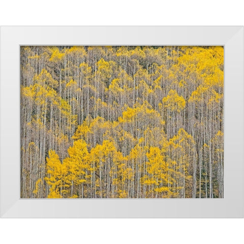 Colorado-Aspens on hillside near township of Aspen in fall colors White Modern Wood Framed Art Print by Gulin, Sylvia