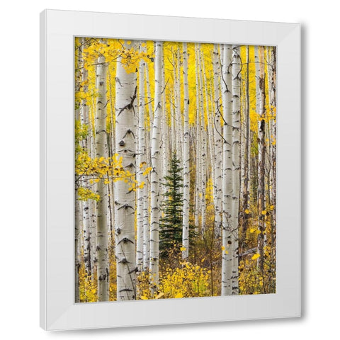 Colorado-Keebler Pass Autumn colors in grove of Aspens with lone evergreen White Modern Wood Framed Art Print by Gulin, Sylvia