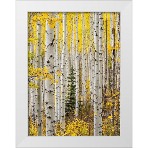 Colorado-Keebler Pass Autumn colors in grove of Aspens with lone evergreen White Modern Wood Framed Art Print by Gulin, Sylvia
