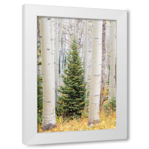 Colorado-Keebler Pass Autumn colors in grove of Aspens with lone evergreen White Modern Wood Framed Art Print by Gulin, Sylvia