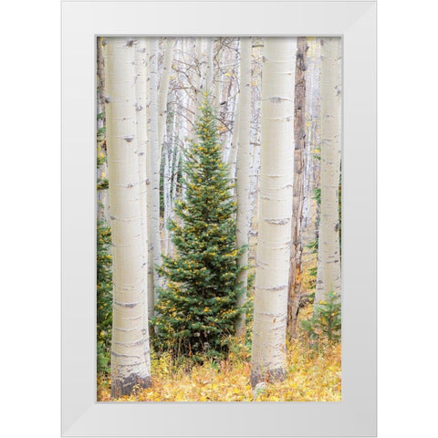 Colorado-Keebler Pass Autumn colors in grove of Aspens with lone evergreen White Modern Wood Framed Art Print by Gulin, Sylvia