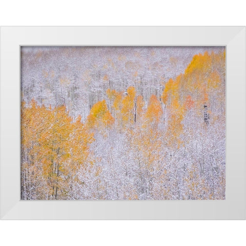 Colorado-Keebler Pass-fresh snow on Aspens with Fall Colors White Modern Wood Framed Art Print by Gulin, Sylvia
