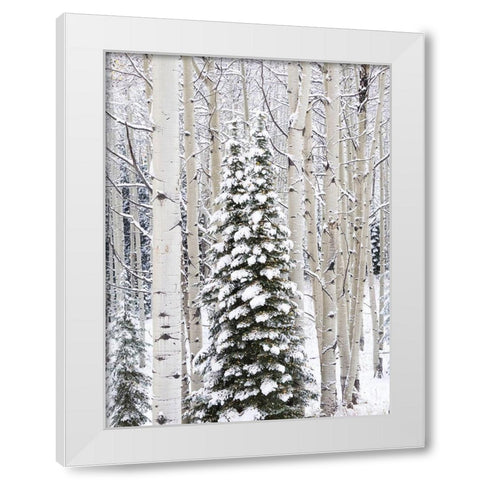 Colorado-Keebler Pass-fresh snow on Aspens and Evergreen trees White Modern Wood Framed Art Print by Gulin, Sylvia