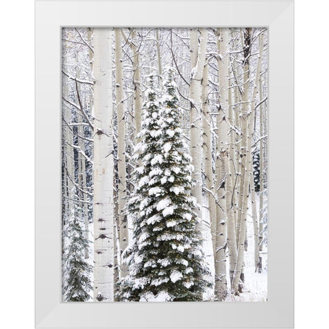 Colorado-Keebler Pass-fresh snow on Aspens and Evergreen trees White Modern Wood Framed Art Print by Gulin, Sylvia