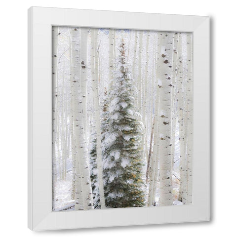Colorado-Keebler Pass-fresh snow on Aspens and Evergreen trees White Modern Wood Framed Art Print by Gulin, Sylvia