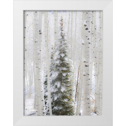 Colorado-Keebler Pass-fresh snow on Aspens and Evergreen trees White Modern Wood Framed Art Print by Gulin, Sylvia