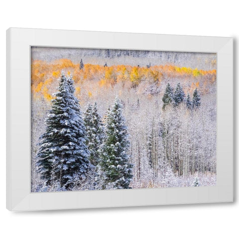 Colorado-Keebler Pass-fresh snow on Aspens with Fall Colors White Modern Wood Framed Art Print by Gulin, Sylvia