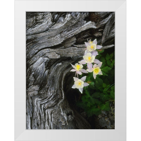 The state flower of Colorado-the columbine-blooms all summer in the Rocky Mountains White Modern Wood Framed Art Print by SMO