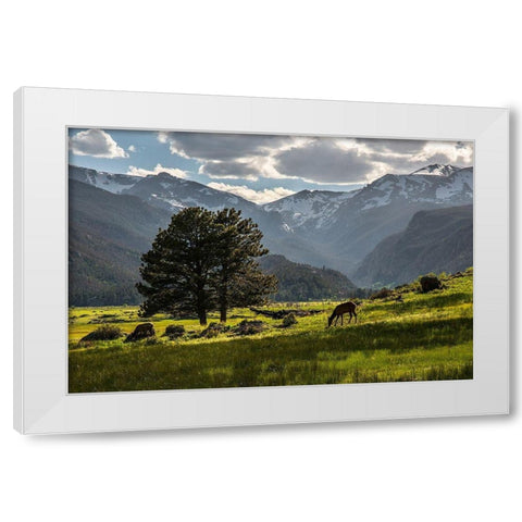 A lone deer grazes in the security of Rocky Mountain National Park in the Colorado Rocky Mountains White Modern Wood Framed Art Print by SMO