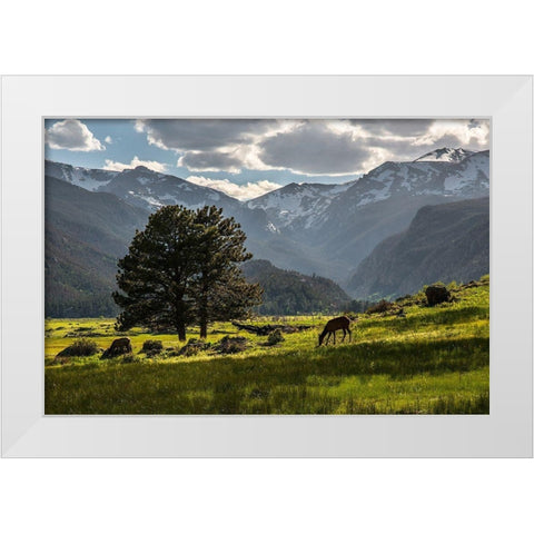 A lone deer grazes in the security of Rocky Mountain National Park in the Colorado Rocky Mountains White Modern Wood Framed Art Print by SMO